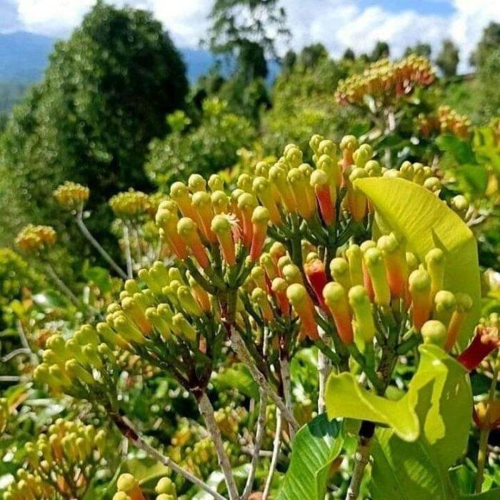 Bunga cengkeh di kebun